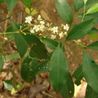 Glycosmis mauritiana (Lam.) Tanaka